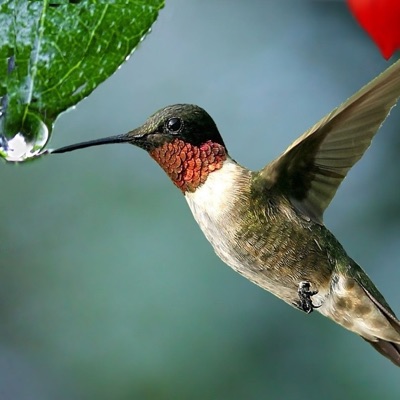 La goccia del colibrì La goccia del colibrì
