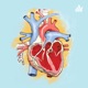 Histologia do sistema cardiovascular