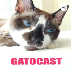 Ep. 24 - Você já colocou áudio de outros gatos para seu gato ouvir?