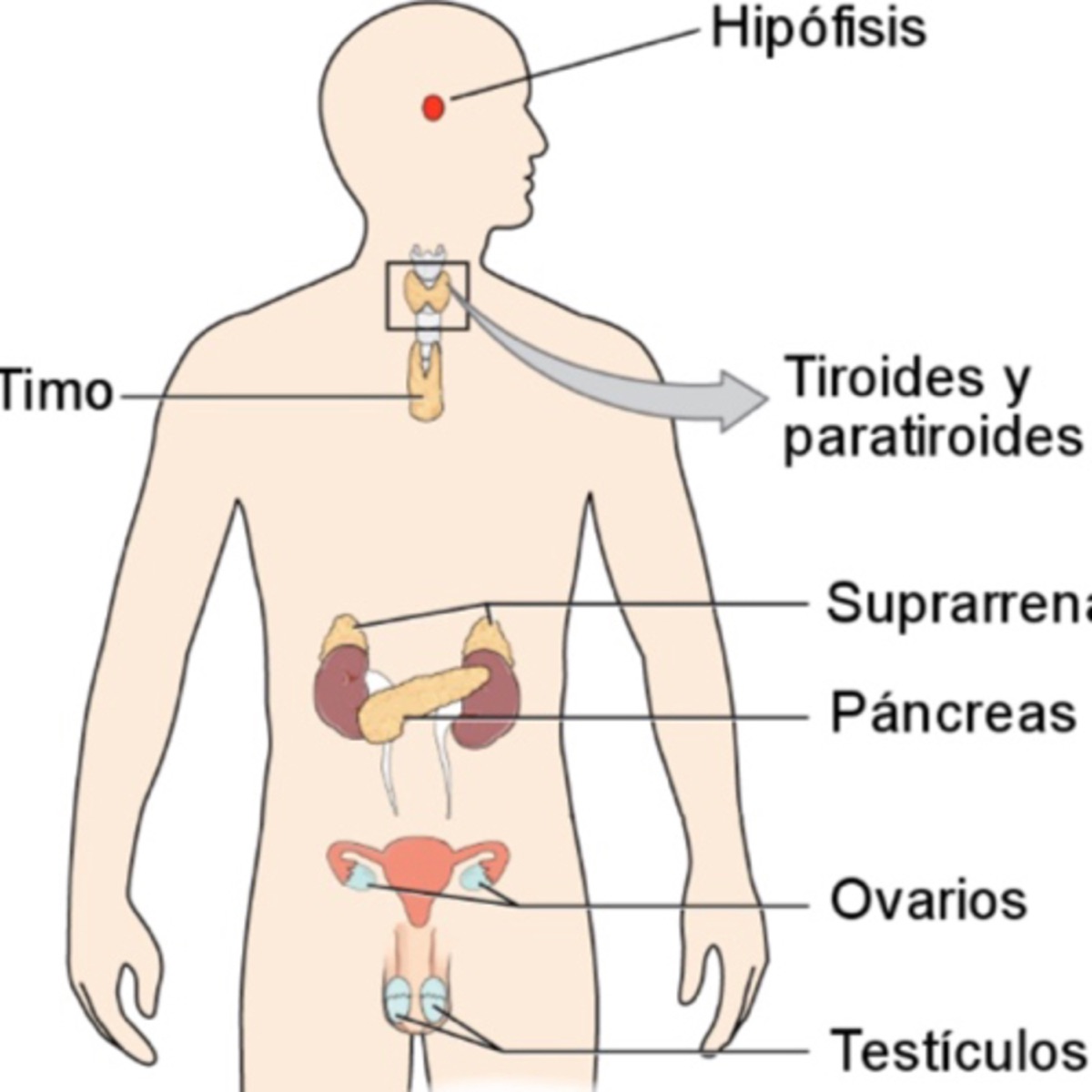 Sistema Endocrino Podcast Podtail