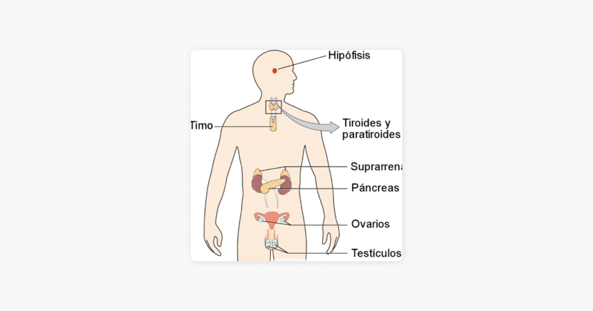 Sistema Endocrino On Apple Podcasts