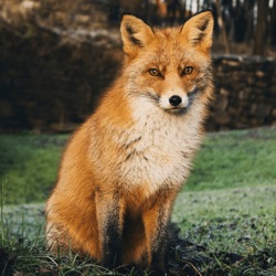 The Fox Without A Tail