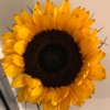 🌻🌻Intro and welcome🌻🌻 artwork
