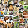 Amélie on animals artwork