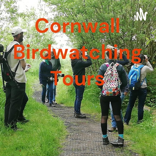 Cornwall Birdwatching Tours Artwork