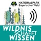 Wildnis schafft Wissen: Grenzenlose Waldwildnis