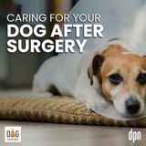 Caring for Your Dog After Surgery | Kate Basedow