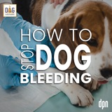 How to Stop Dog Bleeding | Dr. Nancy Reese