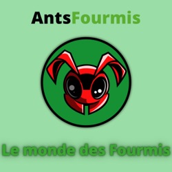 Comment débuter un élevage de fourmis - Raconter une histoire autour de ses fourmis | Feat Fourmi Des Plaines #1