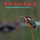 夏候鳥介紹-澎湖的燕鷗