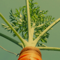 BIOWASTE