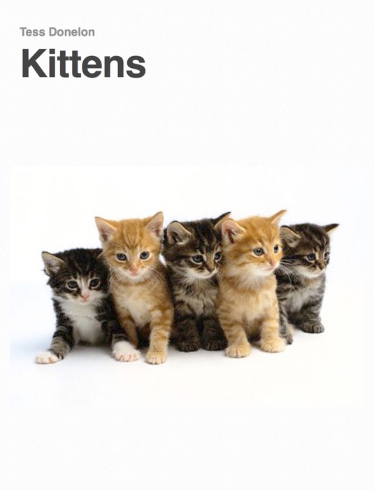 Kittens