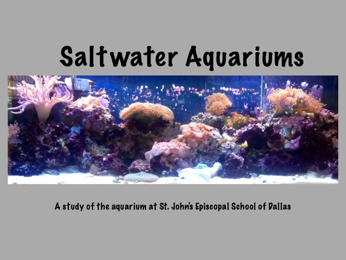 Saltwater Aquariums