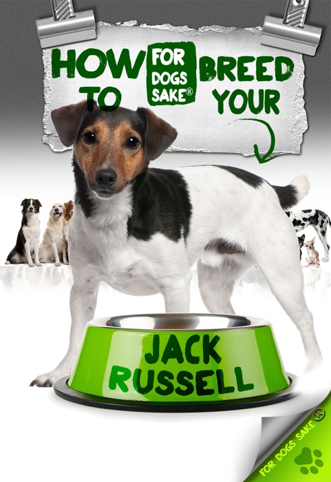 How to Breed Your Jack Russell