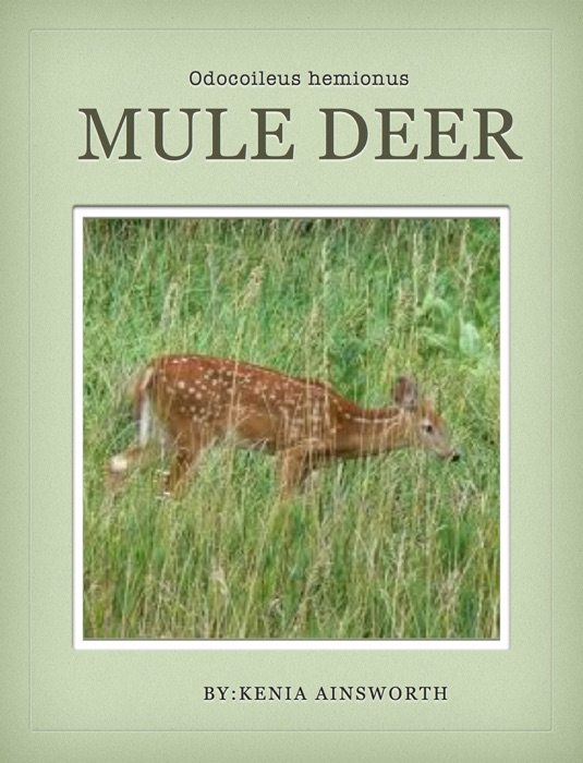 Mule Deer