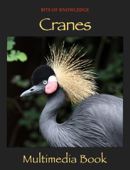 Cranes - Winktolearn & Virtual GS