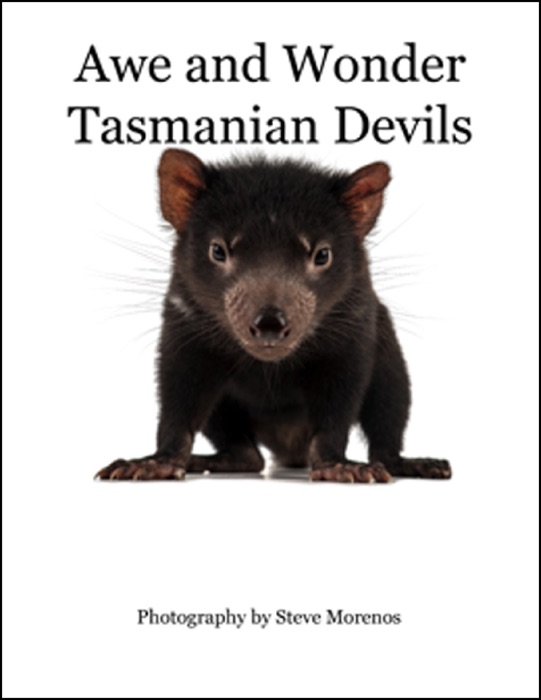 Awe and Wonder Tasmanian Devils