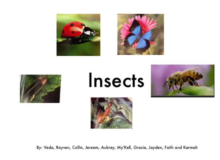 Insects