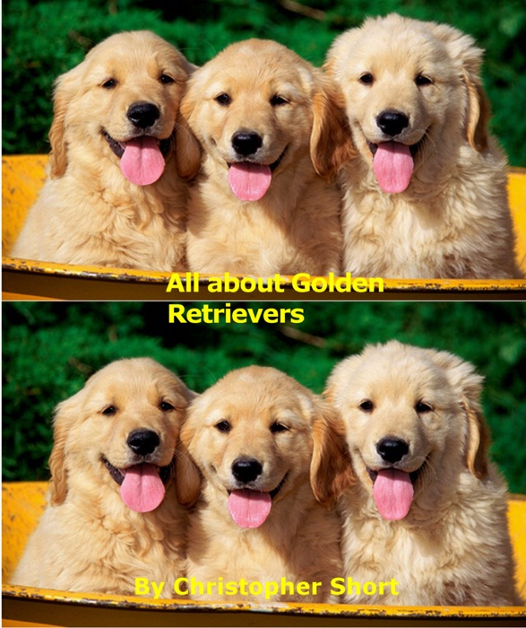 All about Golden Retrievers