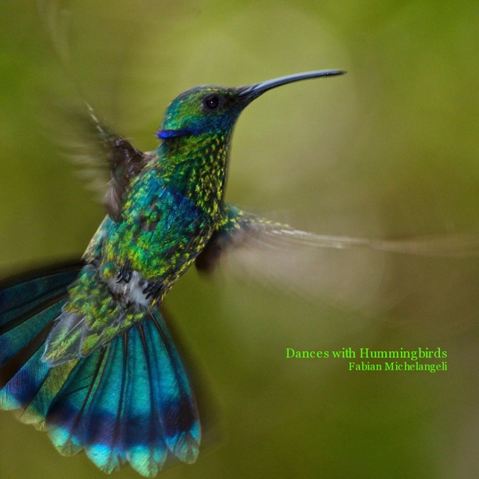 Dances with Hummingbirds