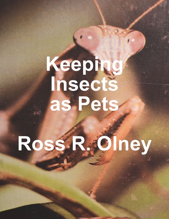 Keeping Insects As Pets