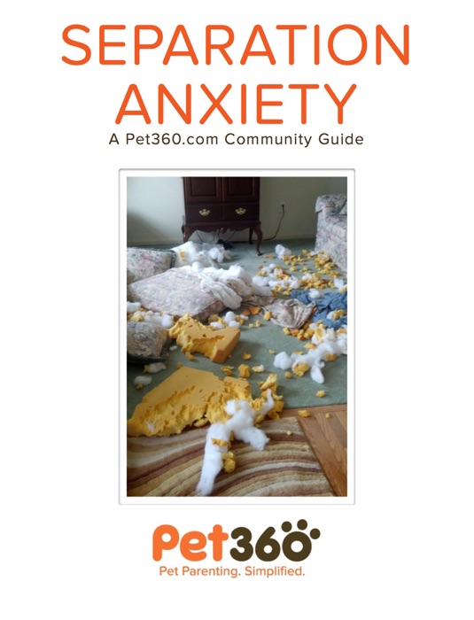 Separation Anxiety - A Pet360.com Community Guide