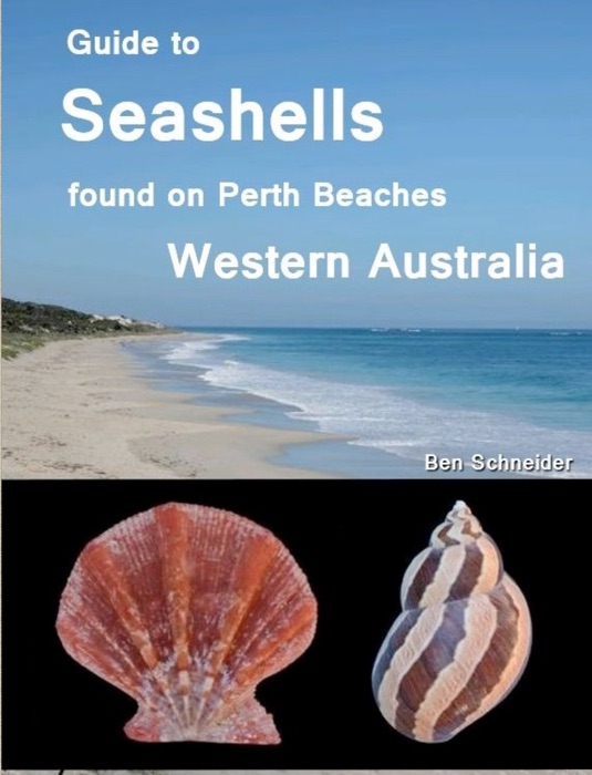 Guide to Seashells Found on Perth Beaches, Western Australia