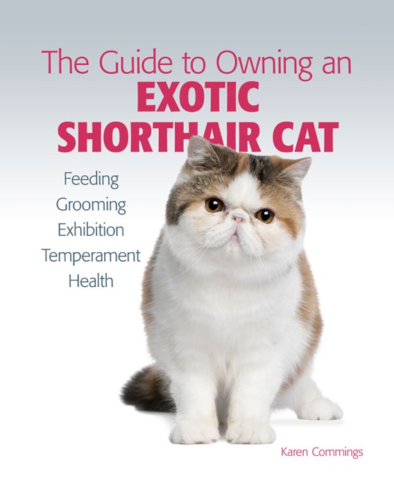 Guide to Owning an Exotic Shorthair Cat