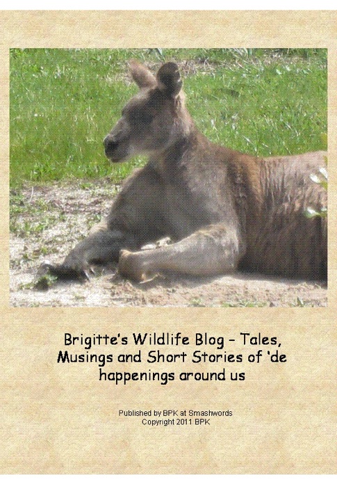 Brigitte’s Wildlife Blog – Tales and Stories of ‘de happenings around us