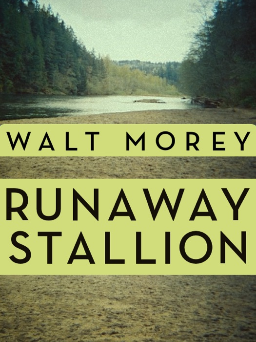 Runaway Stallion