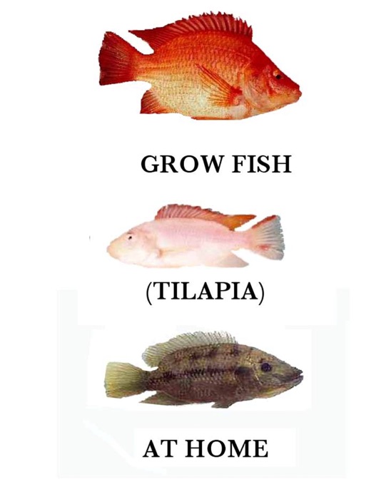 Grow Fish at Home