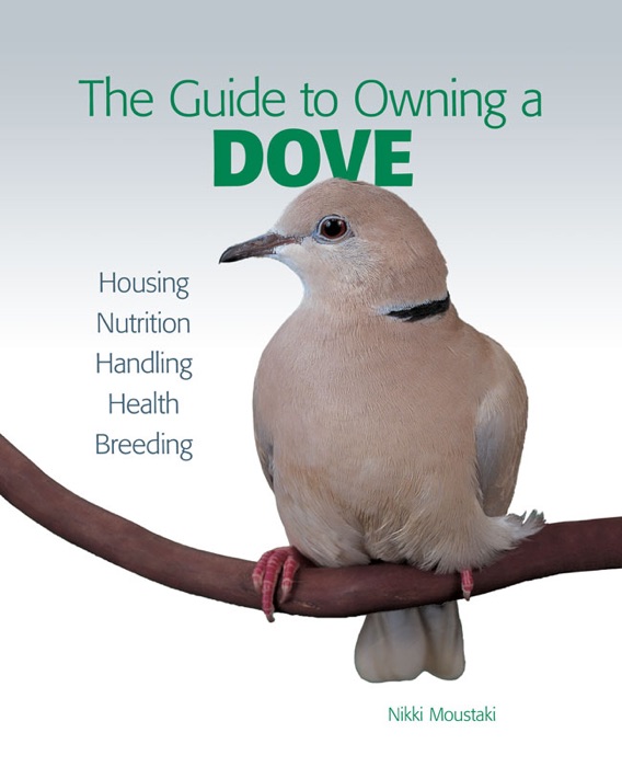 Guide to Owning a Dove