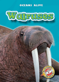 Walruses - Colleen Sexton