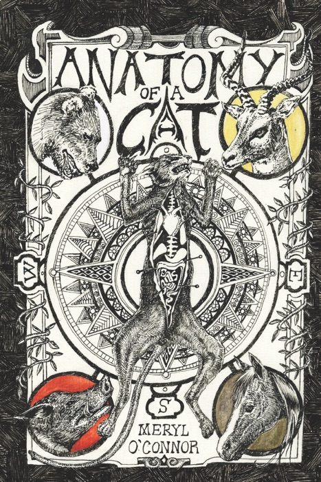 Anatomy of a Cat