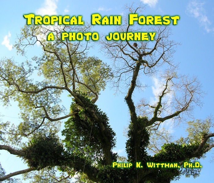 Tropical Rain Forest