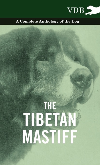 The Tibetan Mastiff