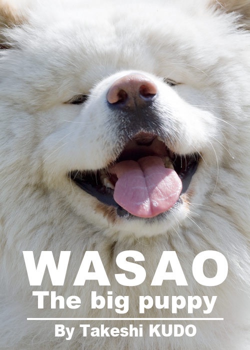 Wasao the Big Puppy