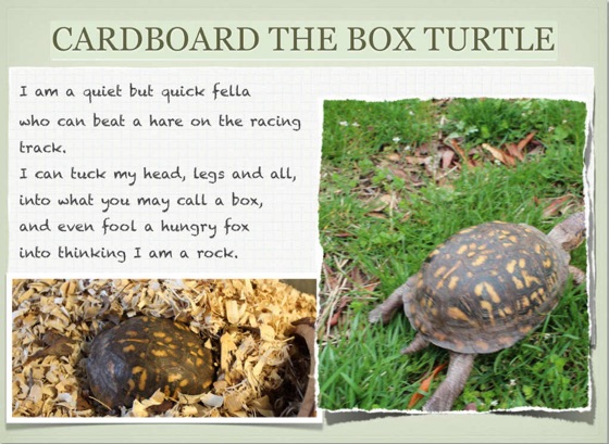 ‎Cardboard, A Box Turtle's Story on Apple Books