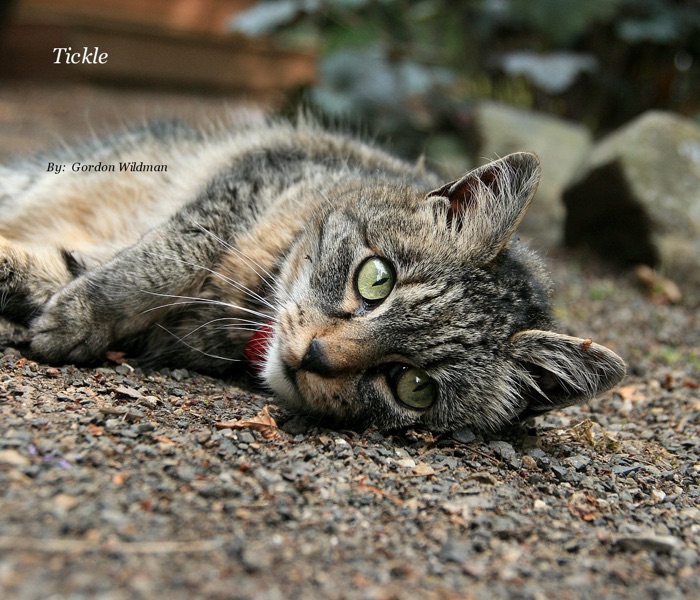Tickle