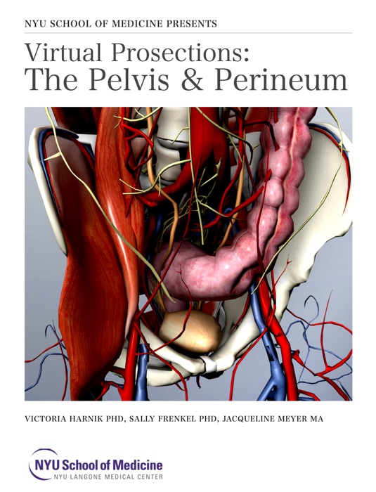 Virtual Prosections: The Pelvis & Perineum