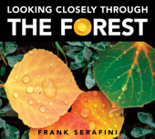 Looking Closely through the Forest - Frank Serafini