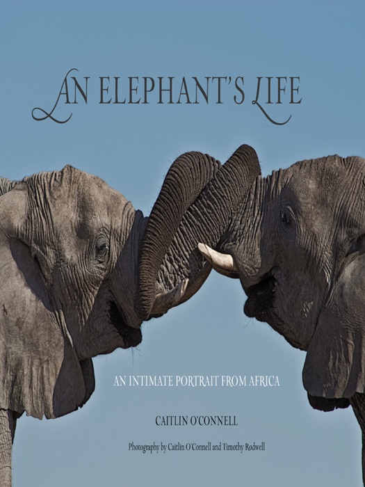 An Elephant's Life