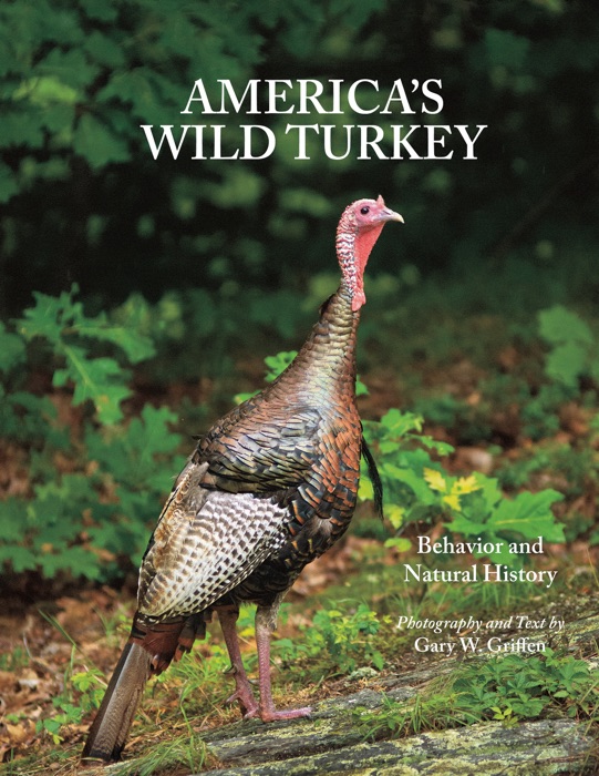 America's Wild Turkey