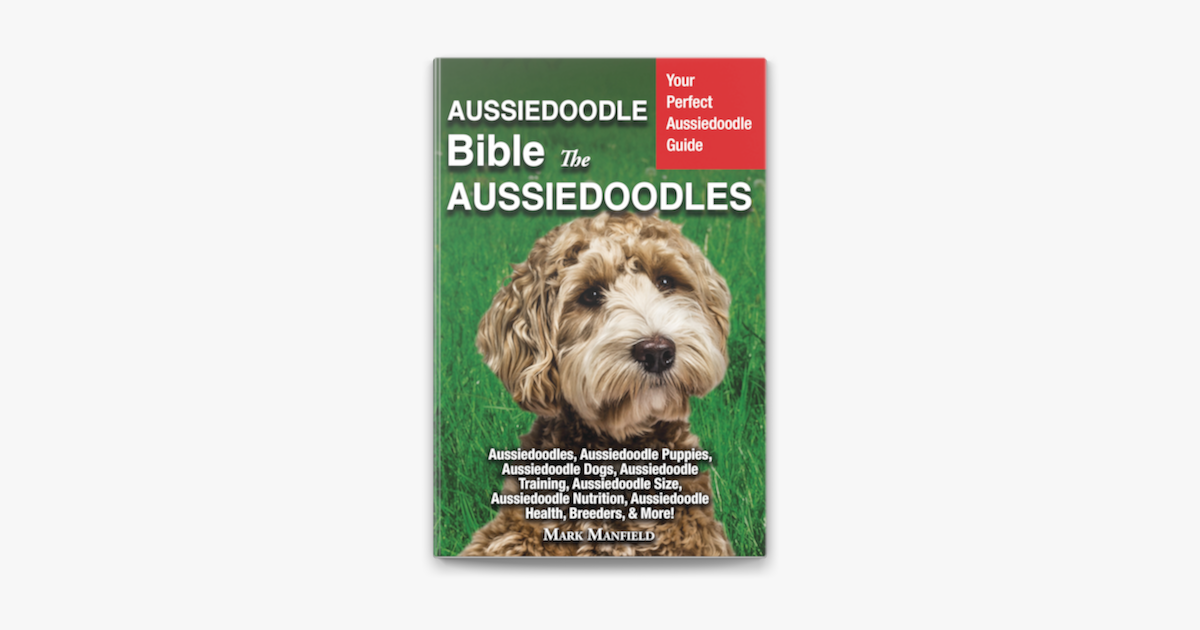 about aussiedoodle