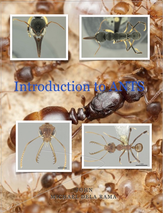 Introduction to ANTS