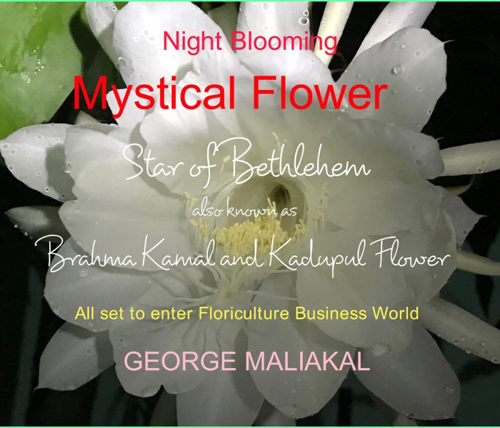 Mystical Flower - Star of Bethelehem