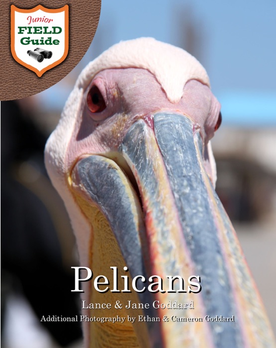 Pelicans