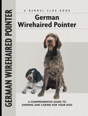 German Wirehaired Pointer