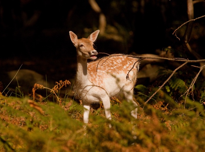 Nature & Tracking