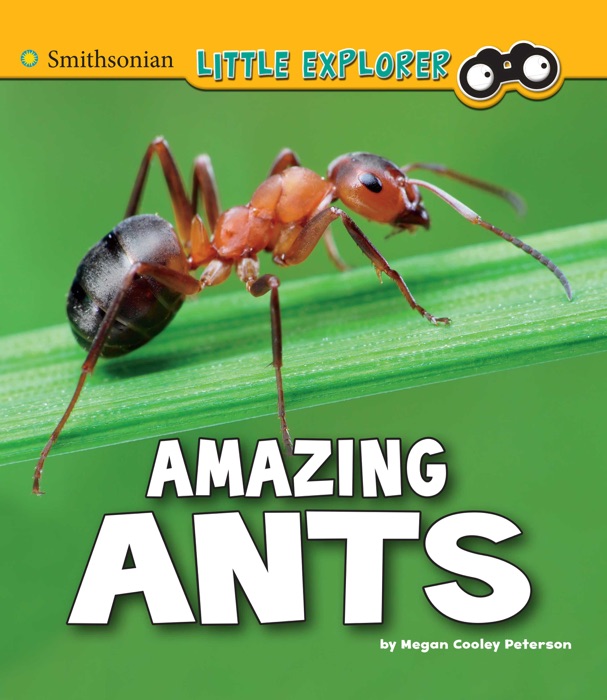 Amazing Ants